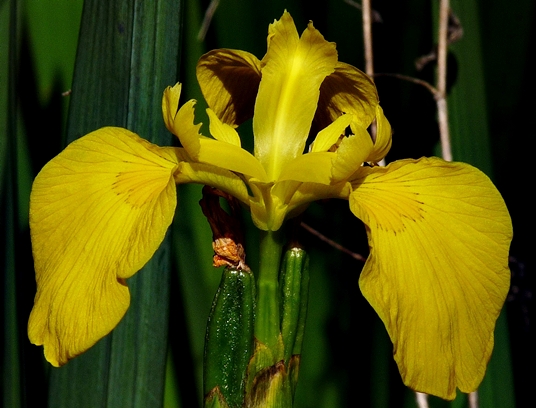 {Iris pseudacorus}